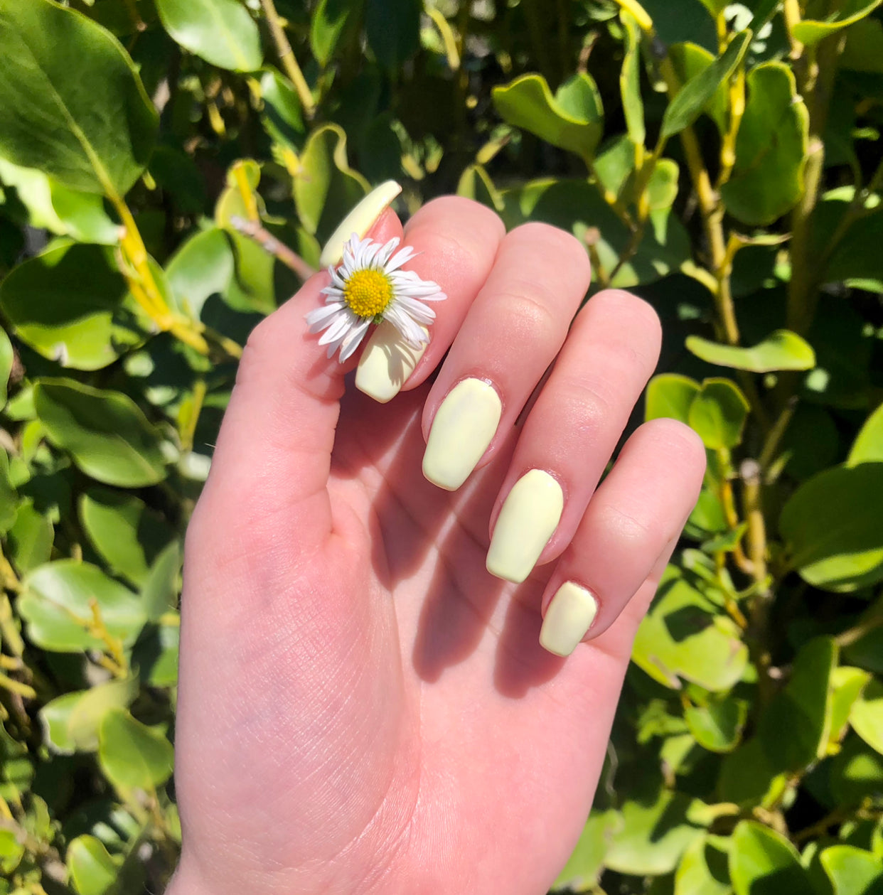 Light Lemon (#25)